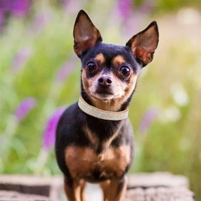 Collier pour chien Diamanto Chihuahua brun debout sur une roche avec collier brun
