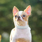 Collier pour chien diamanto bleu