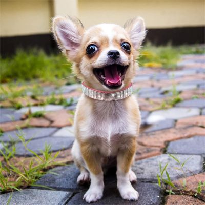 Collier pour chien Diamanto Chihuahua assis avec collier rose