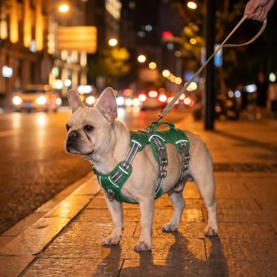 Harnais anti fugue chien Willow bouledogue marchant le soir montrant les bandes réfléchissantes