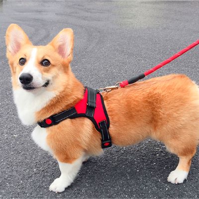 Harnais anti-traction chien Dorsalo Corgi debout dans la rue avec le harnais rouge