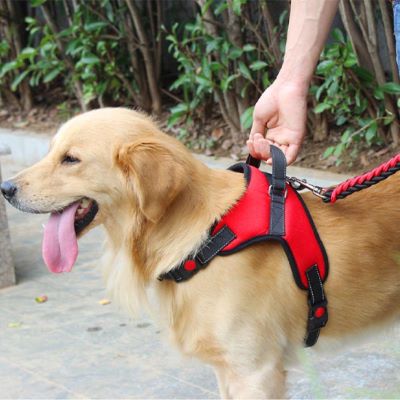 Harnais anti-traction chien Dorsalo Golden avec son maître qui le retient par la poignée de son harnais rouge
