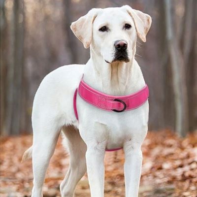 Harnais chien Brutus Labrador debout regardant au loin avec le harnais rose