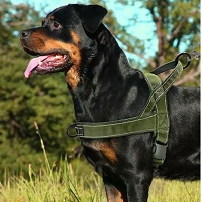 Harnais chien Brutus Rottweiler debout et haletant dans un champs avec le harnais vert