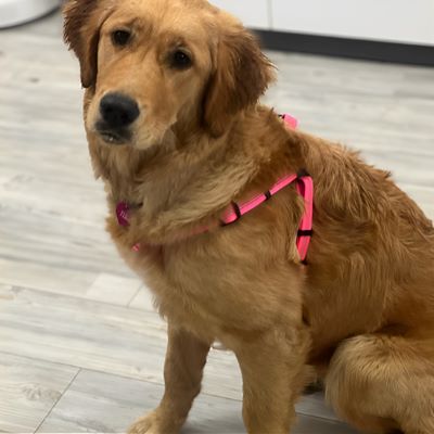 Harnais chien Easyclip Labrador assis dans la cuisine avec le harnais rose