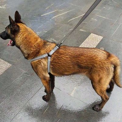 Harnais chien Easyclip Malinois debout-portant le harnais gris