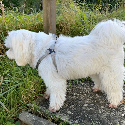 Harnais chien Easyclip gros chien blanc portant le harnais gris