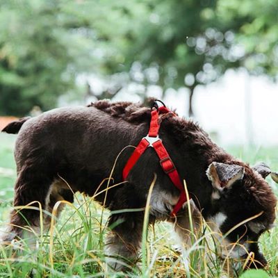 Harnais chien Easyclip petit chiot Schnauzer sniffant le sol et portant le harnais rouge