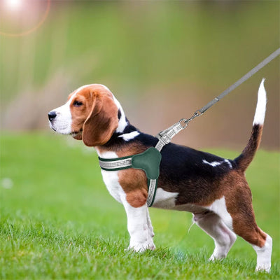 Harnais chien Pilou Beagle debout portant le harnais vert
