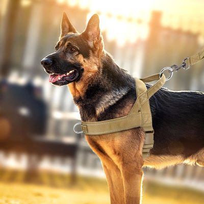 Harnais chien Brutus Berger Allemand debout avec son harnais beige attache a une laisse