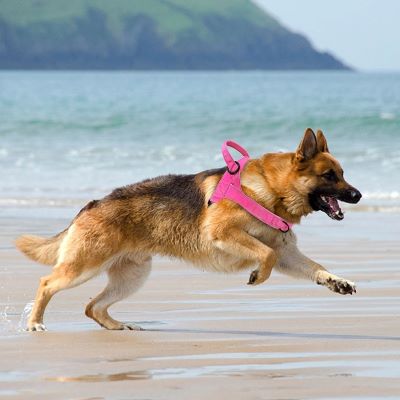 Harnais chien Brutus Berger Allemand cours au bord de la plage avec son harnais rose