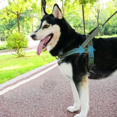 Harnais chien Brutus Husky debout dans un parc avec le harnais vert
