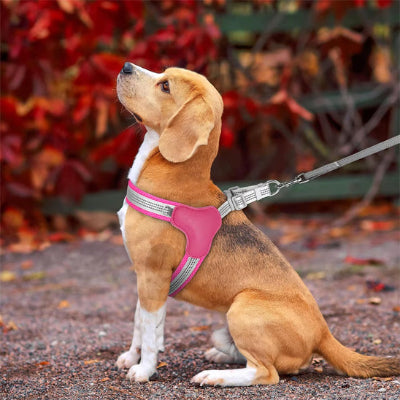 Harnais chien Pilou Beagle assis devant un arbuste portant le harnais rose
