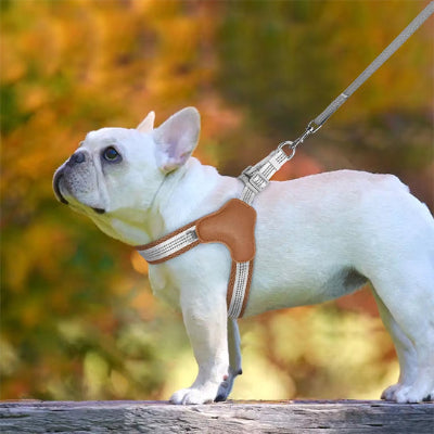 Harnais chien Pilou Bouledogue blanc avec le harnais brun