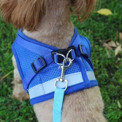 Harnais pour chien Abbye bleu