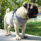 Harnais pour chien Abbye gris