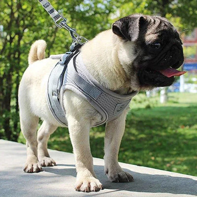 Harnais pour chien Abbye gris
