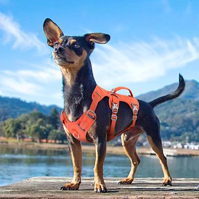 Harnais pour chien Willow Un Pinscher avec un harnais orange sur un quai