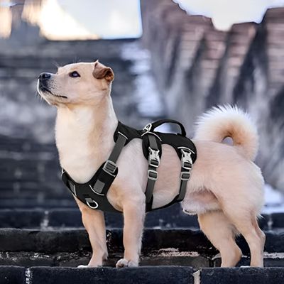 Harnais pour chien Willow petit chien beige dans un escalier avec le harnais noir