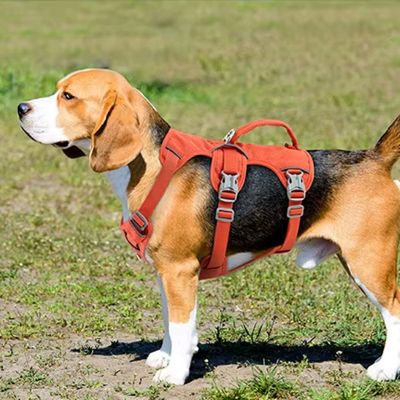 Harnais pour chien Willow Un beagle avec le harnais orange debout sur la pelouse