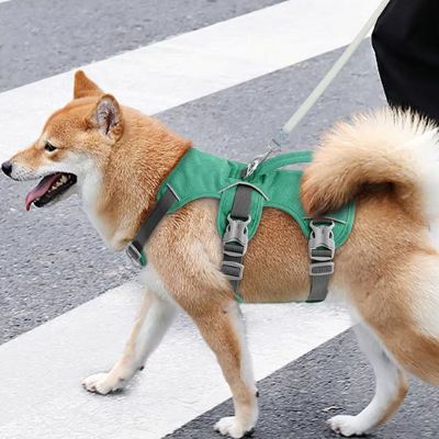 Harnais pour chien Willow Un Shiba Inu avec le harnais vert en promenade 