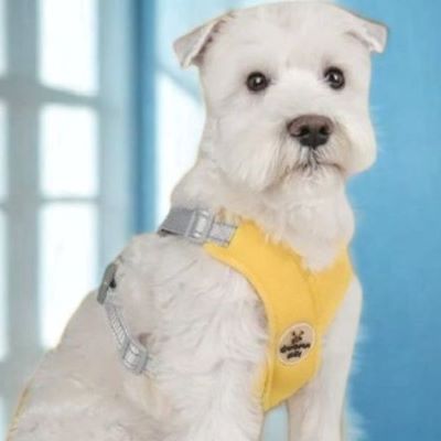 Harnais pour chien Xénax Chien blanc assis avec le harnais jaune