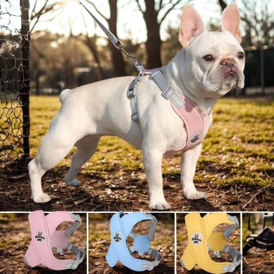 Harnais pour chien Xenax couleurs