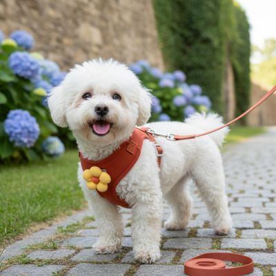 Harnais pour petit chien Flory Bichon blanc en promenade avec le harnais orange