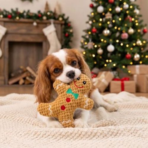 Jouet chien indestructible Biscuit Cavalier King mordant dans le biscuit