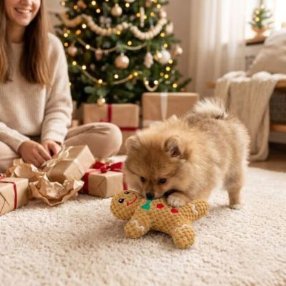 Jouet chien indestructible Biscuit Spitz jouant avec le biscuit