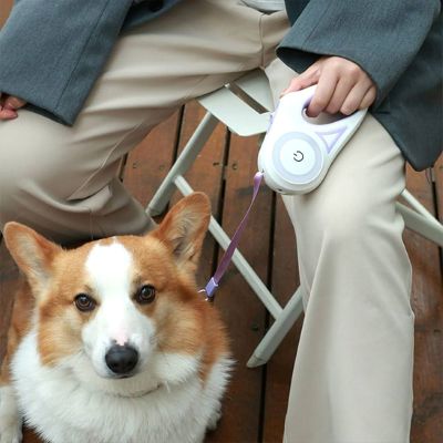 Laisse chien Roulain Corgi assis à côté de la chaise de son maître avec la laisse violette