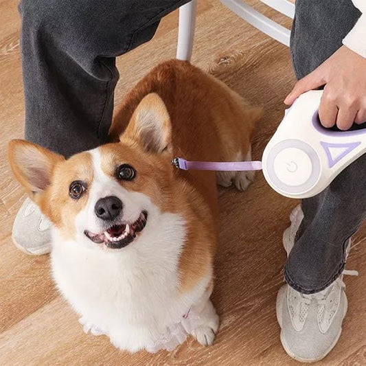 Laisse chien Roulain corgi souriant