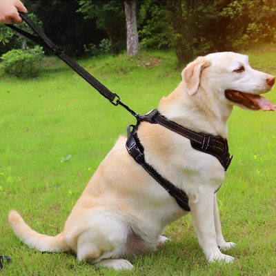 Laisse chien Shorty Labrador assis