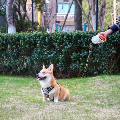 Laisse chien Roulain Corgi assis sur la pelouse avec la laisse orange