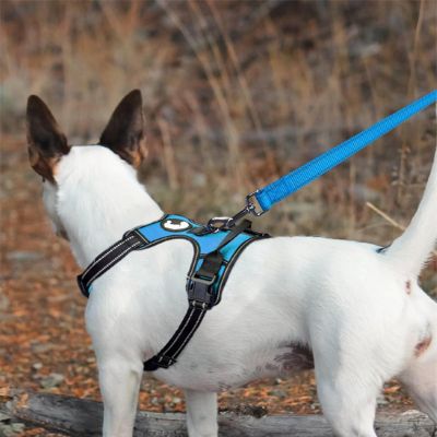 Laisse de chien Paro Bull Terrier montrant la laisse attachée à son harnais