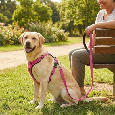 Laisse de chien Paro un Labrador assis à côté de sa maîtresse dans un parc