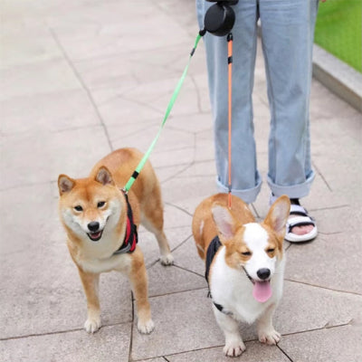 Laisse double pour chien Twin corgis marchant dans rue modèle noir