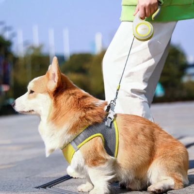 Laisse pour chien Enrouleur Corgi assis sur un coin de trottoir avec la laisse jaune