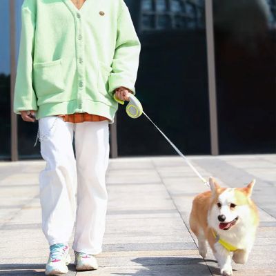 Laisse pour chien Enrouleur Corgi marchant sur le trottoir avec sa maîtresse avec la laisse jaune