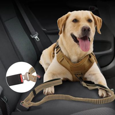 Laisse pour chien Flexi auto