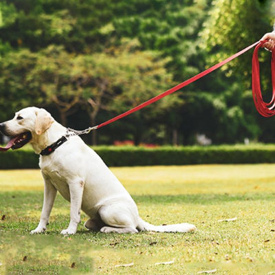 Laisse pour chien Labrador assis rouge