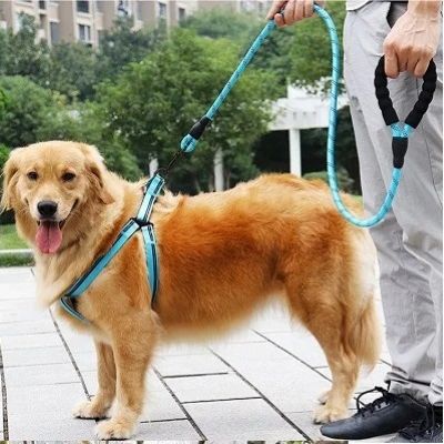 Laisse pour chien Spirilou Golden debout avec laisse bleue sur le trottoir
