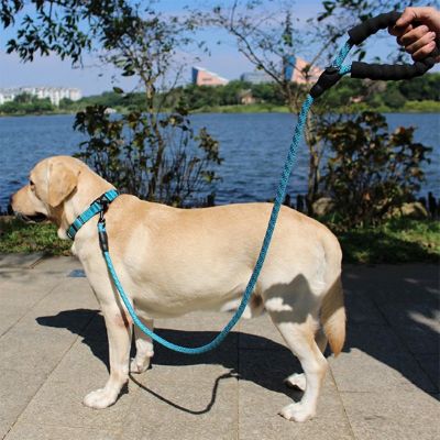Laisse pour chien Spirilou Golden près du lac avec la laisse bleue