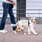 Laisse pour chien Spirilou noir