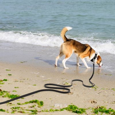 Longe chien Évasion américain Akita sur le bord de la plage longe noir
