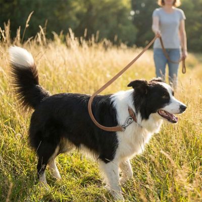 Longe chien Évasion border collie dans les champs avec sa maîtresse longe brune
