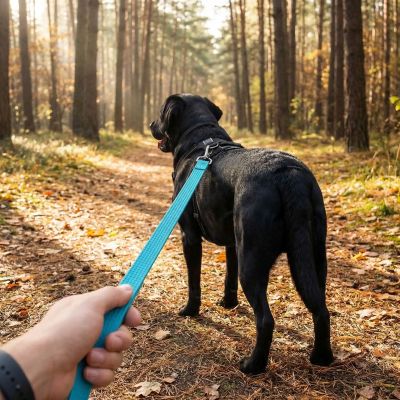 Longe chien Évasion labrador noir sur un sentier dans la forêts longe turquoise
