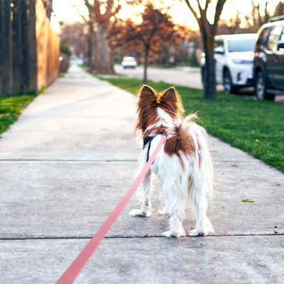 Longe chien Évasion papillon marchant sur le trottoir longe rose