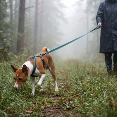 Longe chien Liberty Basenji reniflant le sol longe turquoise