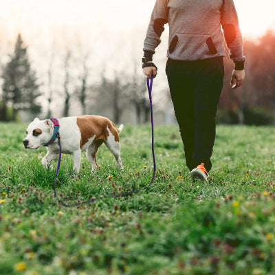 Longe pour chien Airly Boxer se promenant en campagne sur le gazon longe mauve